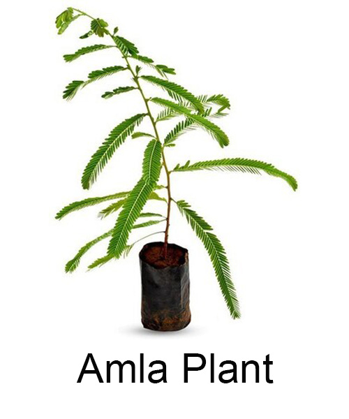 Amla plant