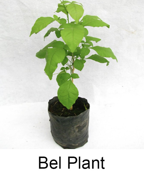 Bel Plant