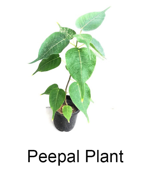 Peepal Plant