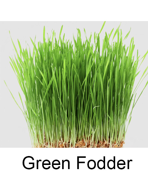 Green Fodder